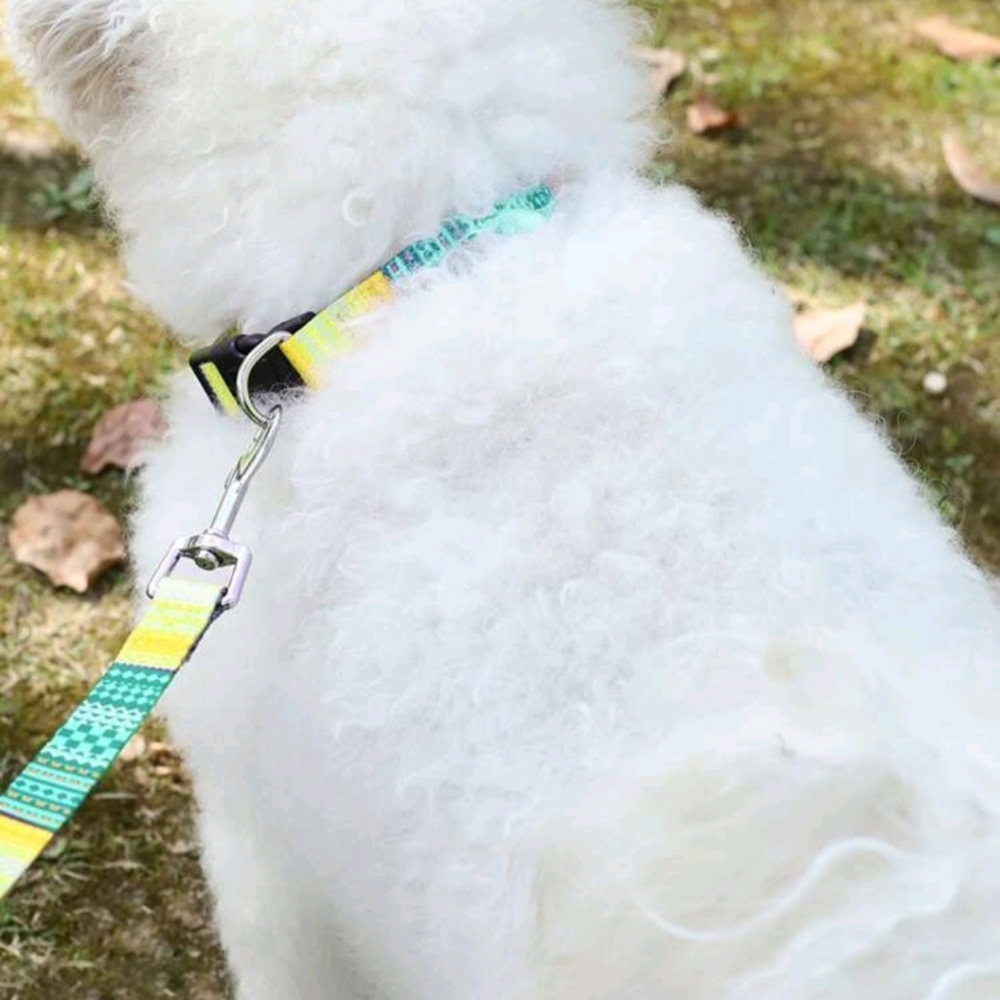 Colorful Geometric Dog Collar - Picture 2 of 3